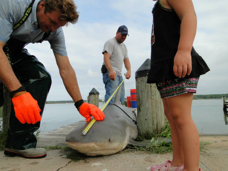 Bull Sharks Found off Point Lookout State Park SpinSheet