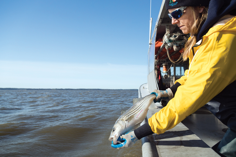 MD DNR fish spawning survey