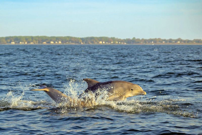 Dolphins in the Chesapeake Bay
