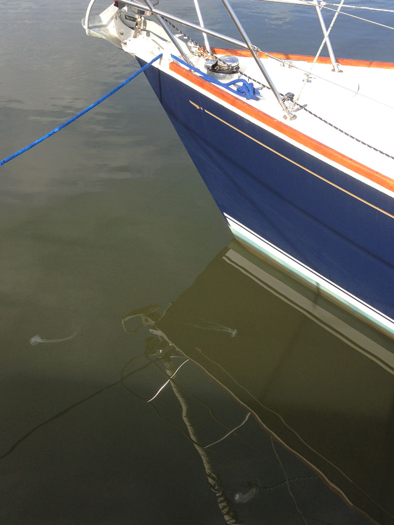 Chesapeake Bay sea nettles are another plague to the summer sailor looking to cool off with a swim.