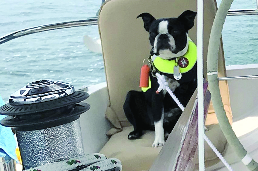 Dog on sailboat