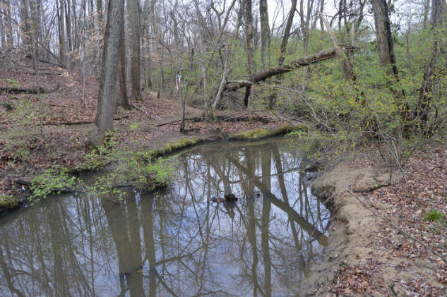 This quiet patch of woods and stream are next to the well-traveled Bay Ridge Avenue. Photos by Lisa Borre/ Back Creek Conservancy