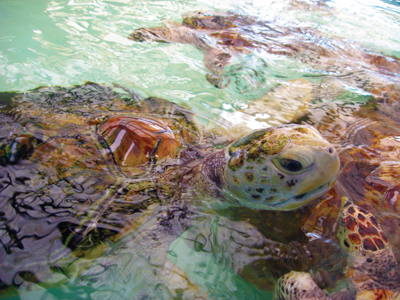 Bequia Turtle