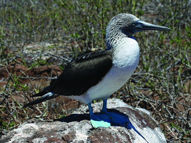 A blue-footed booby, a type of seabird found only in the Galapagos Islands
