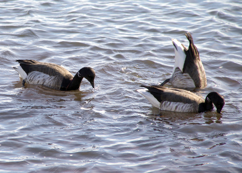 Brant's Geese