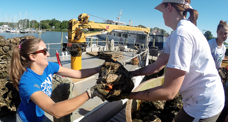 Volunteers oyster planting with CBF