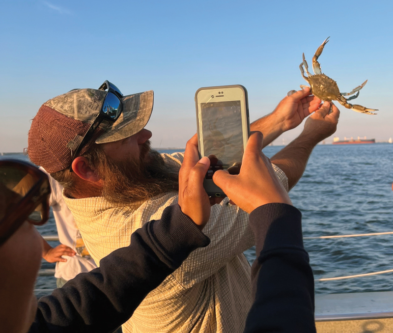 chesapeake bay blue crab