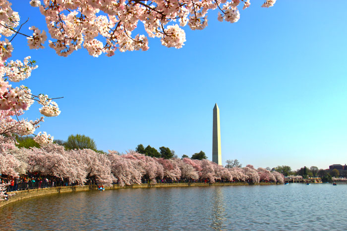 Spinsheet staffer Kaylie Jasinski captured this pretty shot of the cherry blossoms while visiting the nation's capital a previous year.