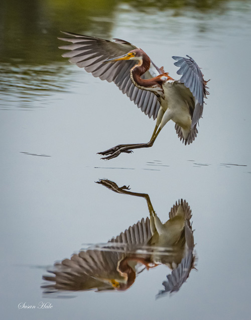 Heron landing by Susan Hale