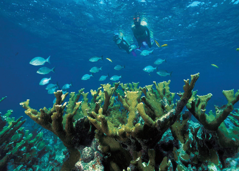 Snorkelers and elkhorn coral. John Brooks, National Park Service photographer