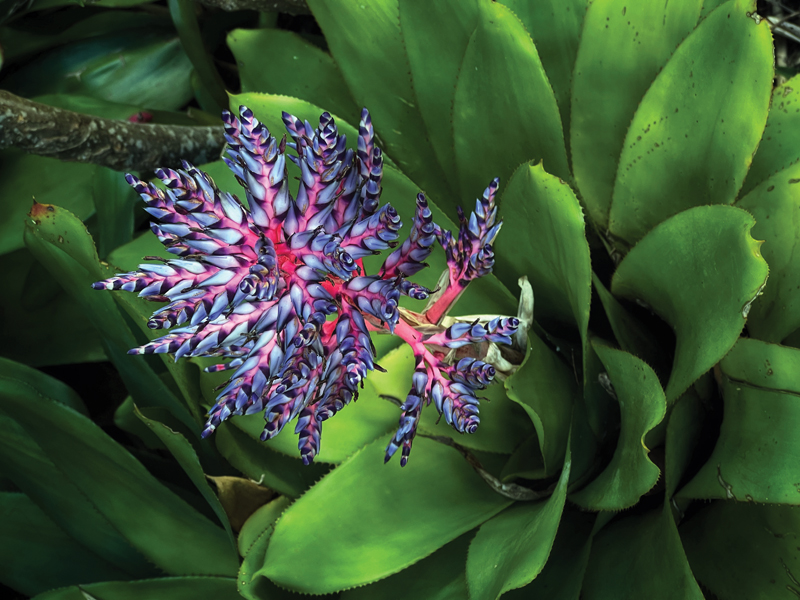 flower blossom in Culebra