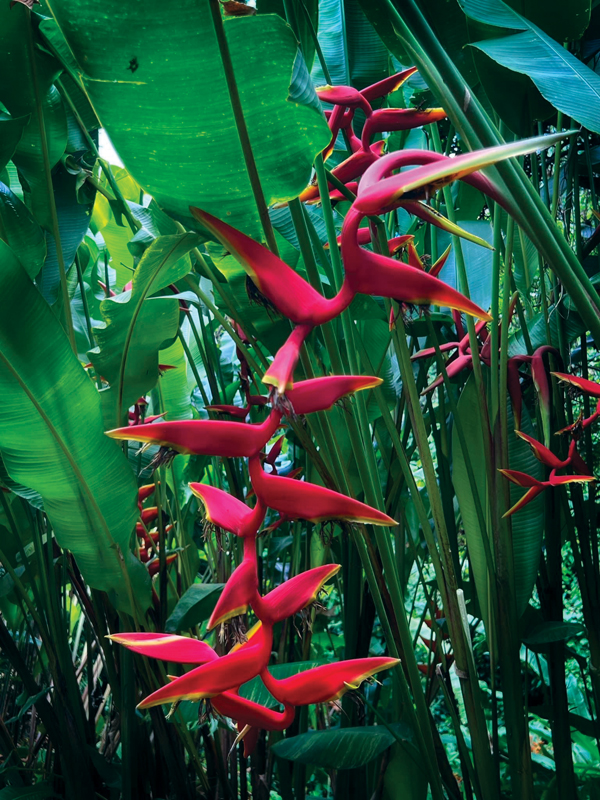 flower blossoms in Grenada