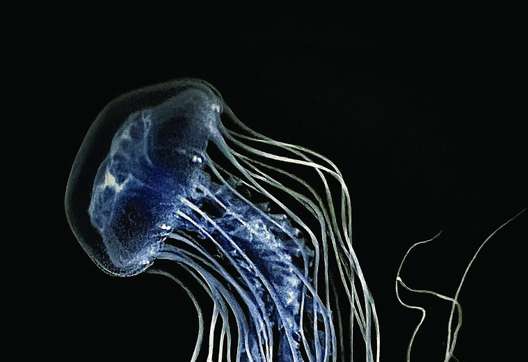 Chesapeake Creatures Jellyfish of the Bay