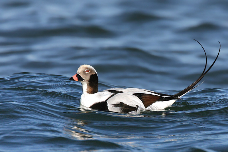 Long tailed duck