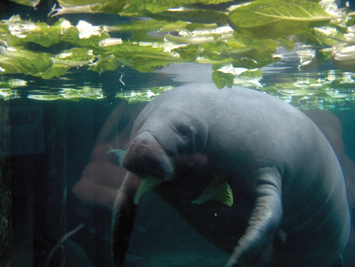 The waters of the Intracoastal Waterway are ideal manatee habitat with their shallow waters and abundant aquatic plants. Photo by Chris Muenzer