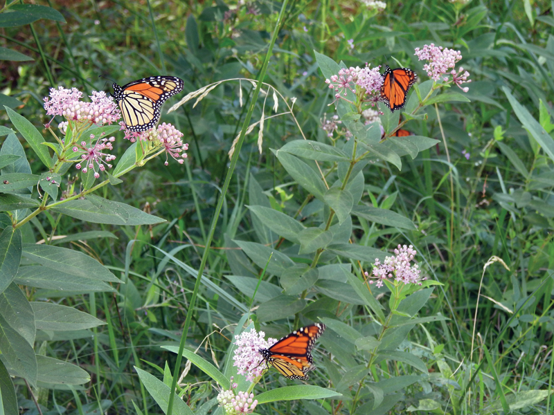 monarch butterflies feeding