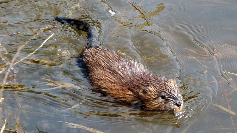 The Chesapeake's Most Common Semiaquatic Mammal: The Muskrat