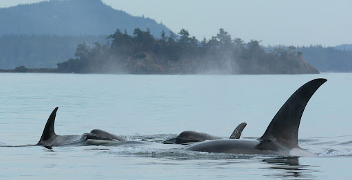 Orcas off San Juan Island