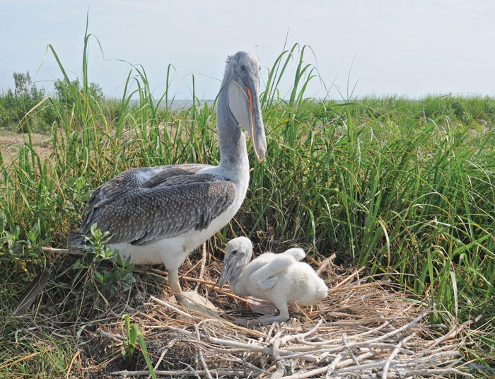 In the Southern Bay, the author spotted her first brown pelican of the trip, perhaps a friend this one, which was photographed with a chick on Smith Island. Photo by Pete McGowan/U.S. Fish and Wildlife Service Northeast Region