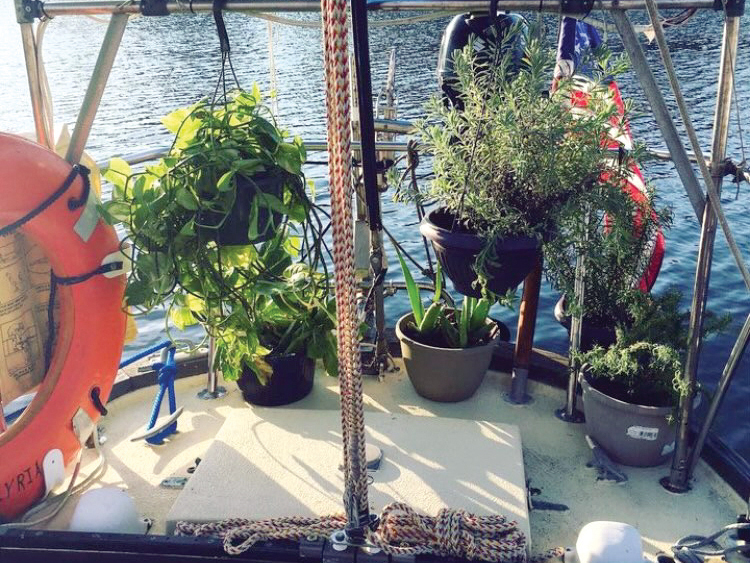 herb garden on a sailboat