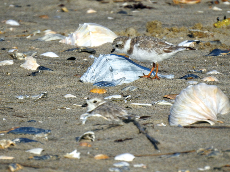 piping plover and whelk shells