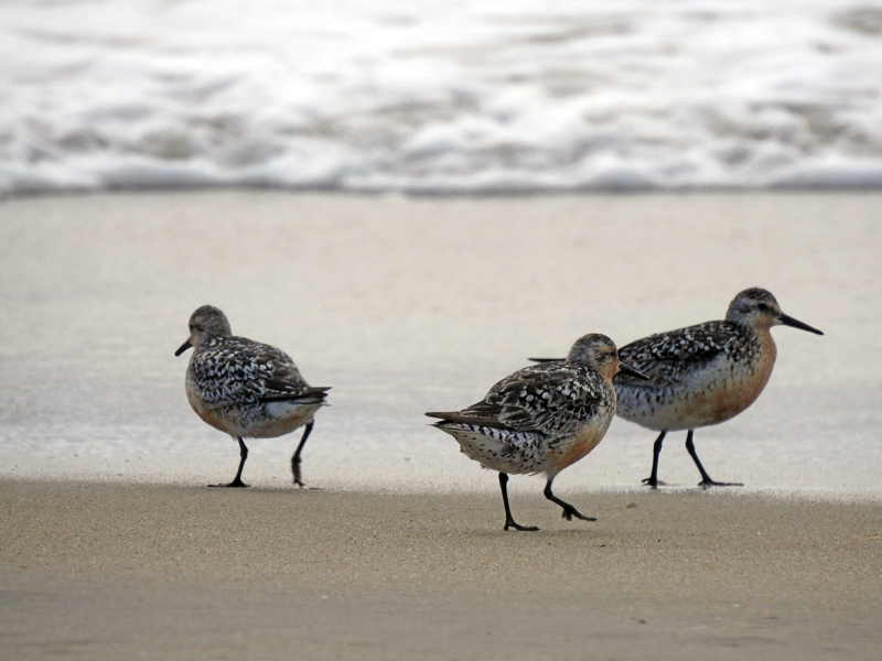 Red knot birds