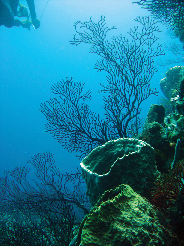 Coral in the Soufriere area of St. Lucia. Lauretta Burke, World Resources Institute