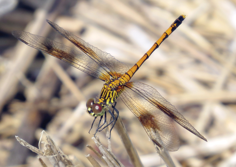 Seaside dragonlet Seaside dragonlet