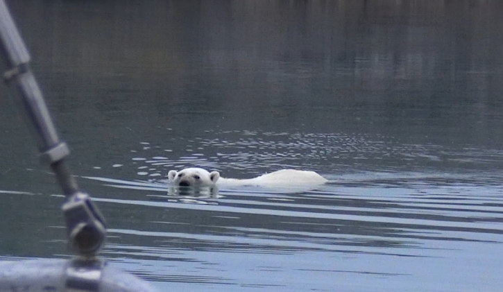 Polar swimming at Devon Island in the NW Passage.