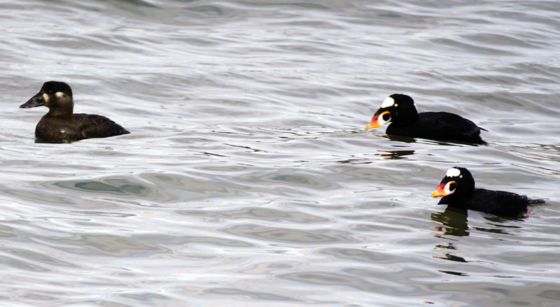 water bird