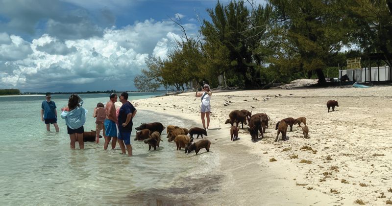 Swimming with pigs at Great Guano in the Abacos