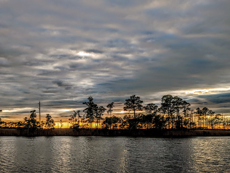 searching for bald eagles on the chesapeake bay