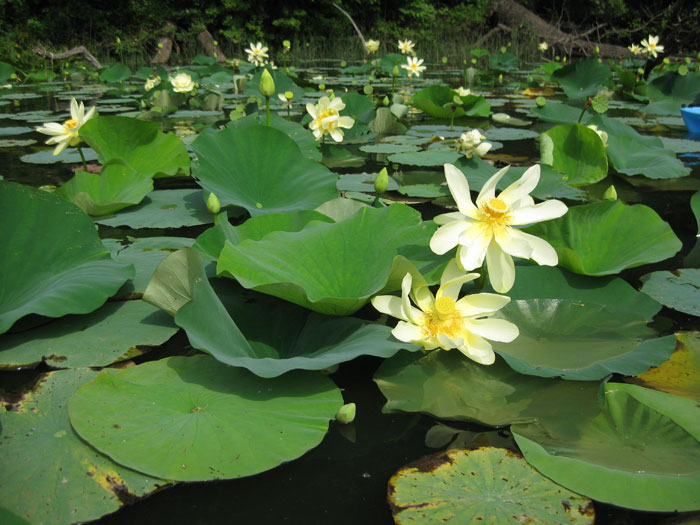 American Lotus Blossom, Turner's Creek, Kent County, MD.