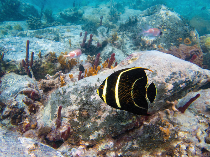 Angelfish, US Virgin Islands