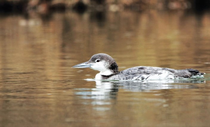 Common loon. Photo by Nathan Tea