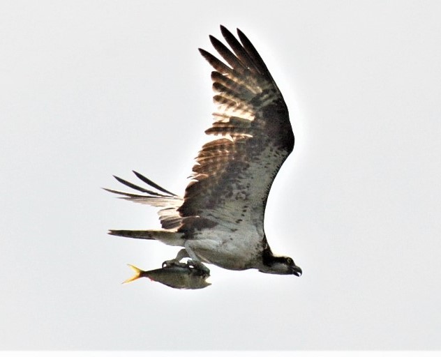 Ospreys chesapeake bay 