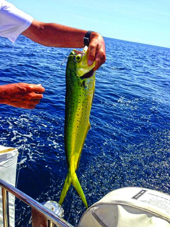 A dolphin fish caught under sail