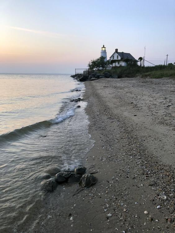 horseshoe crabs chesapeake