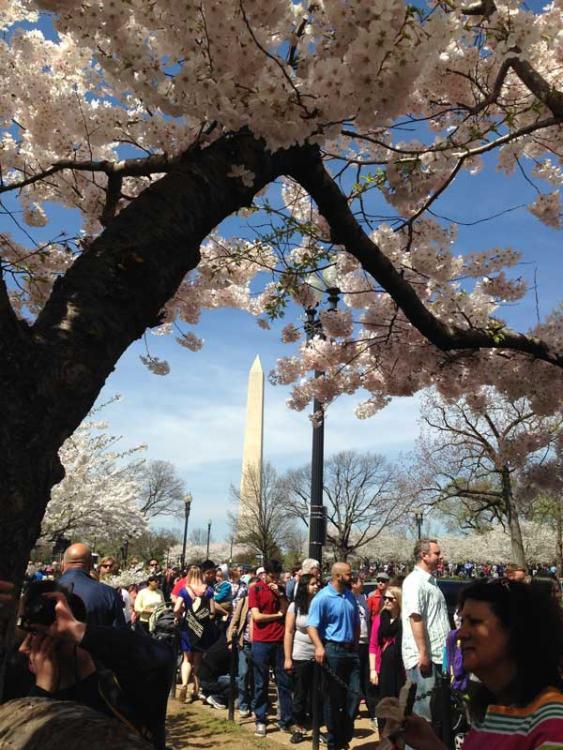 Cherry Blossom Festival Washington DC 