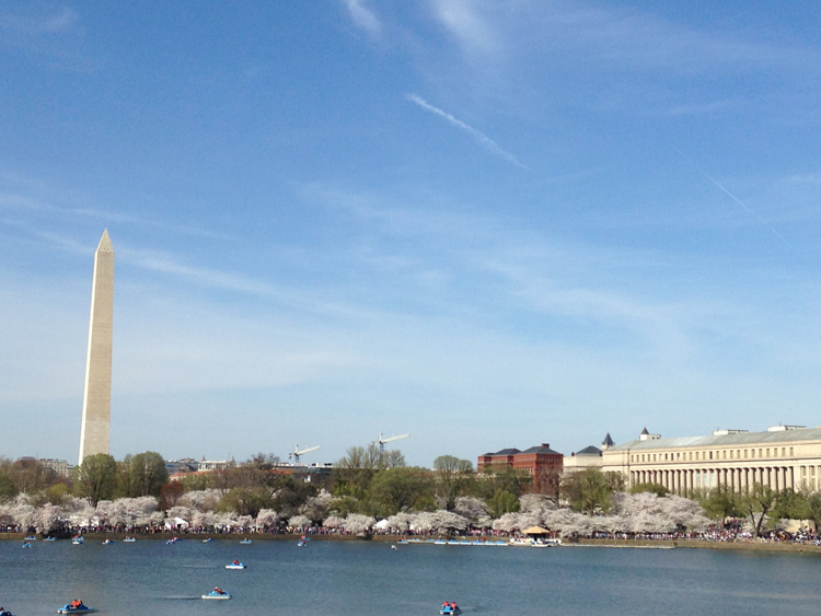 Cherry Blossoms in DC photo by Abbi Huntzinger