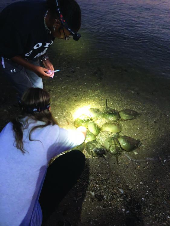 horseshoe crab nighttime research