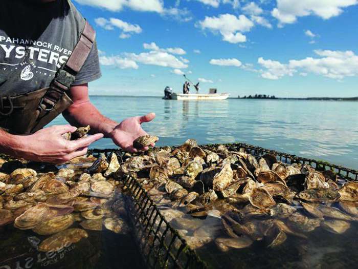 rappahannock river oysters