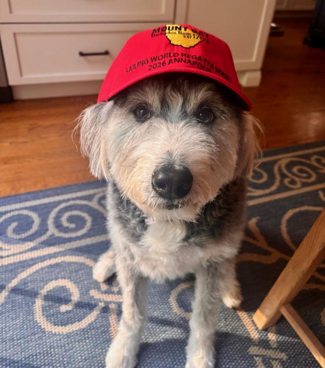 dog in red cap
