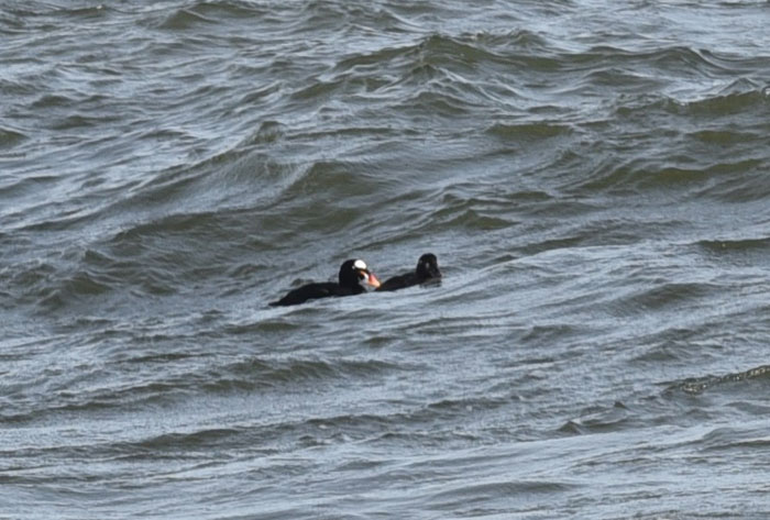 Surf scoter by Hannes Leondard