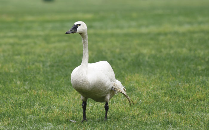 Tundra swan by Hannes Leonard