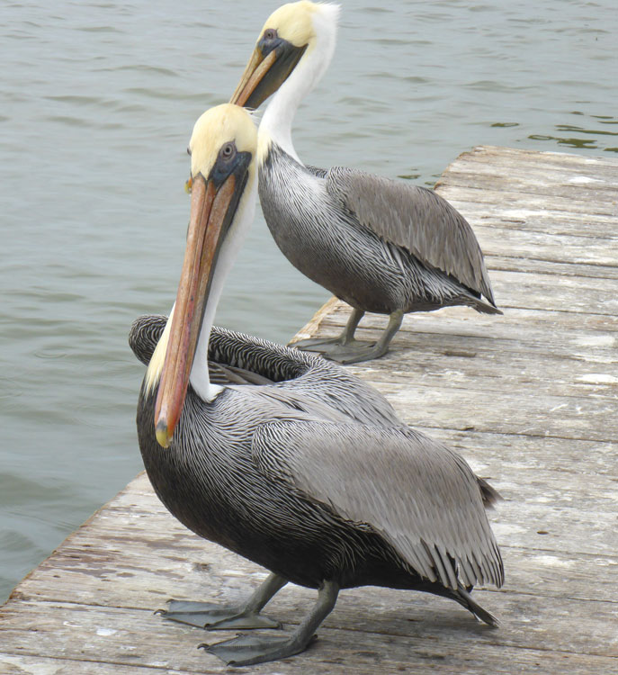 Brown pelicans. Photo by Hannes Leonard