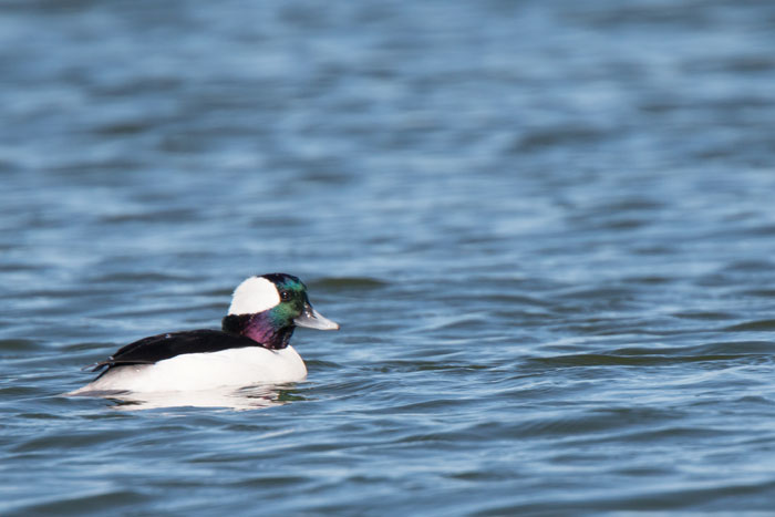 Bufflehead photo by Delaney Kempf