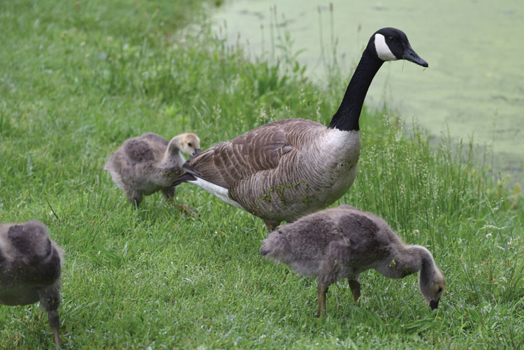 Canada geese. Photo by Hannes Leonard