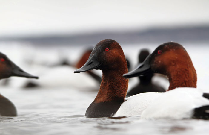 Canvasback by Nathan Tea