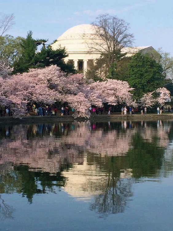 Cherry Blossom Festival Photo Washington DC Sparks